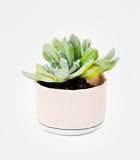Planter Classic