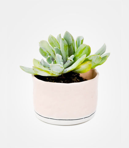 Planter Classic
