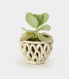 Planter Classic