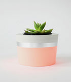 Offices Planter